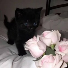 ilyenzo