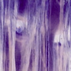 ghostboycoma