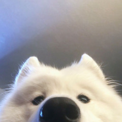 gum