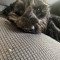 Mollie
