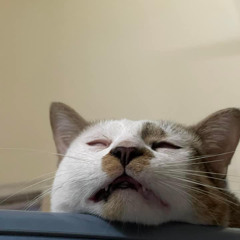 Chi.
