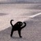 Leo cc