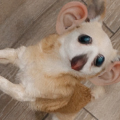 domabitch feat:syedgk