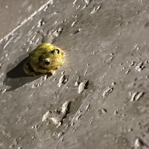 frog man:)’s avatar