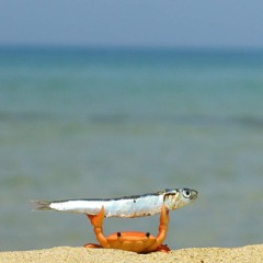 Do Huy Hoang