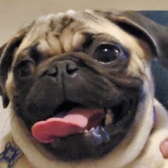 Puglet