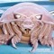 Isopod