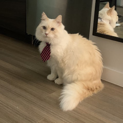 Business Cat