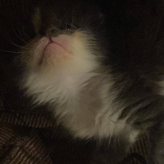 lilhaze