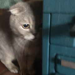 chino enano 🤓☝️🥶🤠😦😛