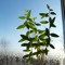 AA
