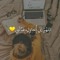 رودي