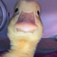 Brandon YuquilimaArpi