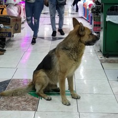 georgi
