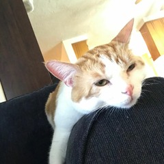 Persiflage