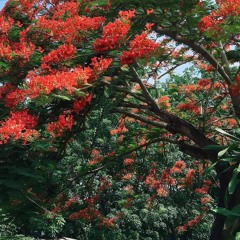 Hoàng Mộc Vỹ Châu