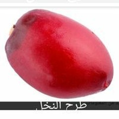 Ahmed Ahmed