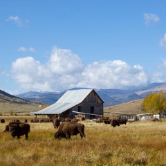 Cowboy's Ranch