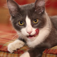 new kitty