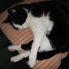 sanne
