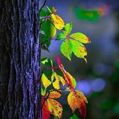 إسراء محروس