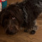 oliver