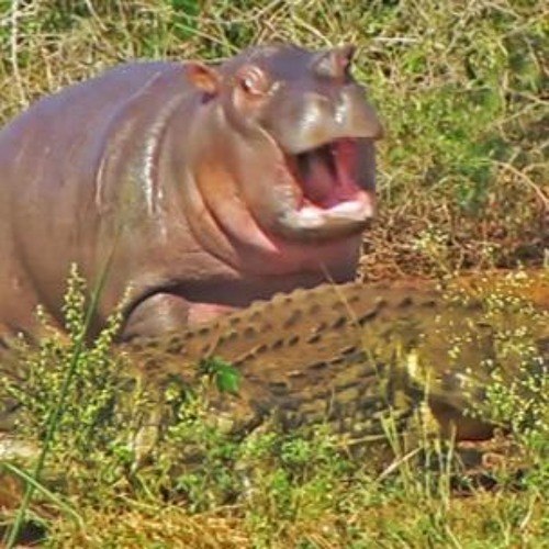 Stream Lil Beater music Listen to songs, albums, playlists for free