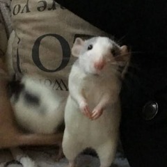 cam