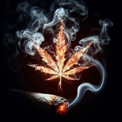 collie 🍁