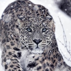 Денис Лапа