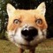 🦊☀️