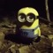 pipidastr
