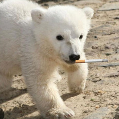 Knut