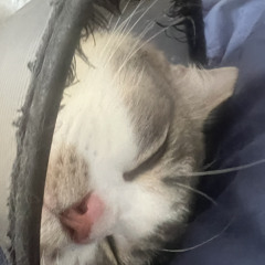 seeping cat48271