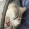 seeping cat48271