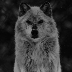 Lone Wolf
