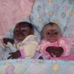 Yasmim.mts