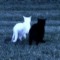 kageefumeow