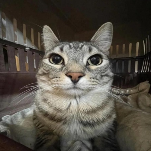 How To Save A Life - Pop Goes Punk Demo