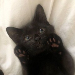 Garbage Kitty