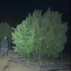 p420