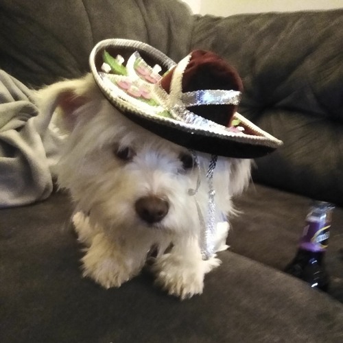 🎲RollerZ OnlY🎲