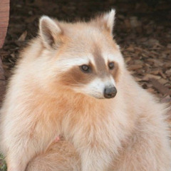 feral_racoon_chark