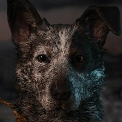dogge