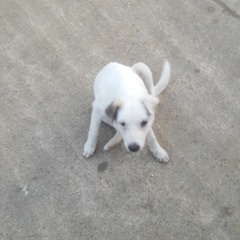 doggo3