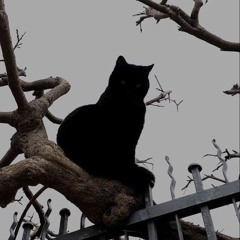 кіс