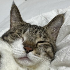 정율
