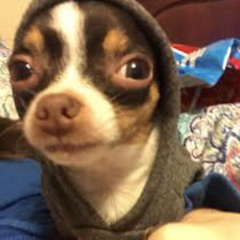 Friendly neighborhood doggo ;)