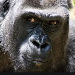 Primate Nate and the Hominids