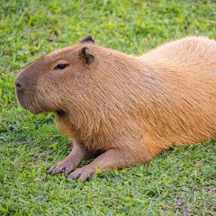 SeriöserSuperstarYannick2026